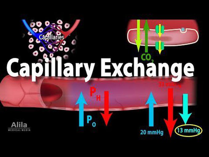 Capillary Excahnge