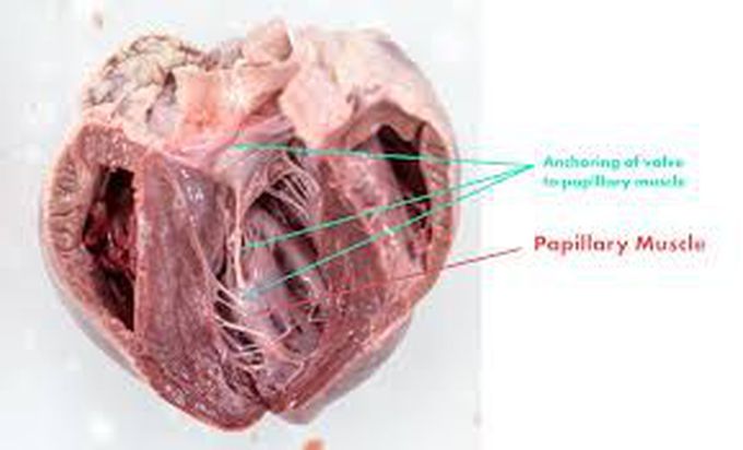 Papillary muscles