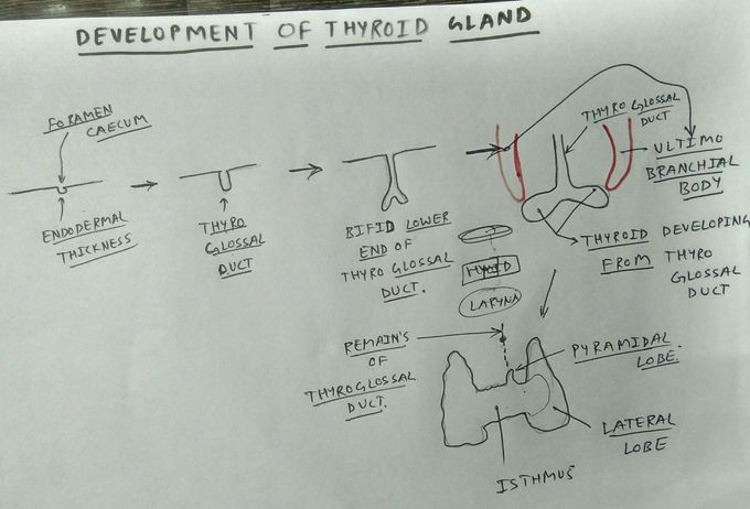 Development of thyroid gland