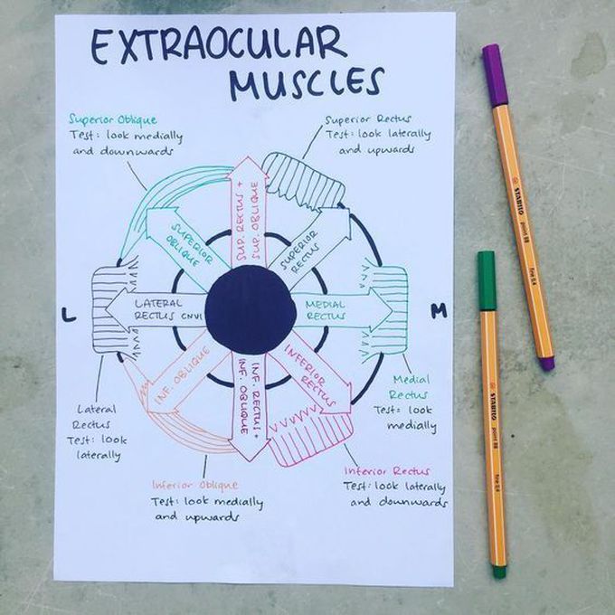 Anatomy
