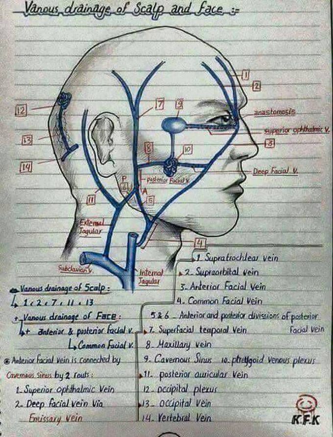 Venous Supply Of Scalp and Face