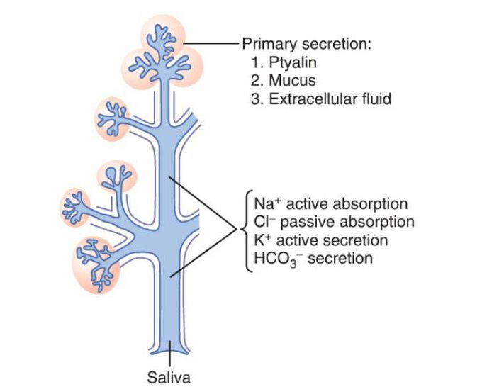 Saliva secretion