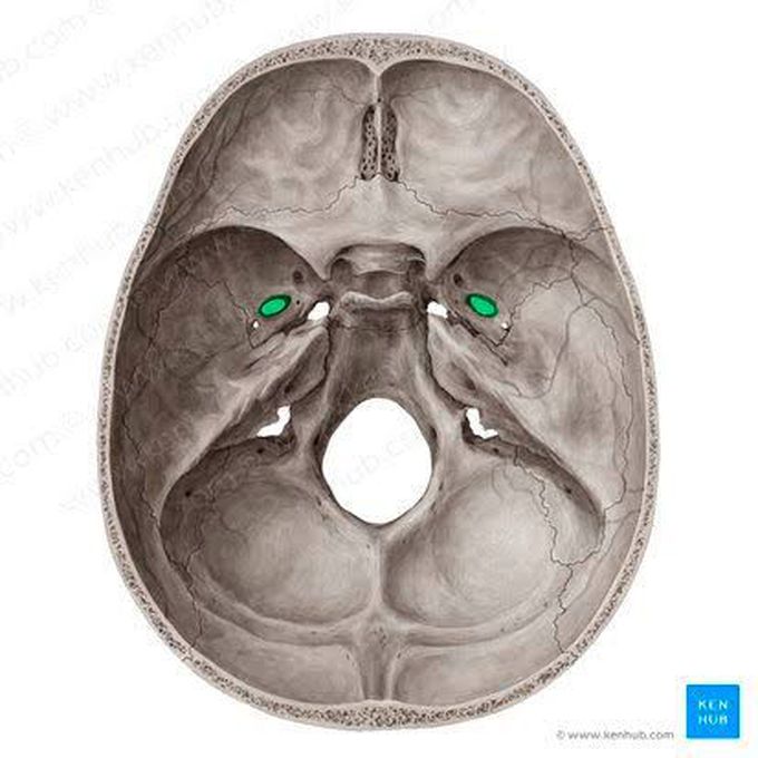 Foramen ovale