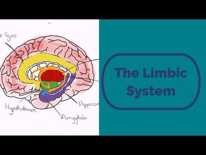 An Overview of Limbic System