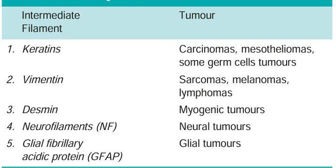 Intermediate filaments