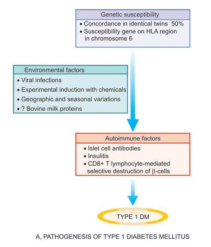 Type 1 diabetes mellitus