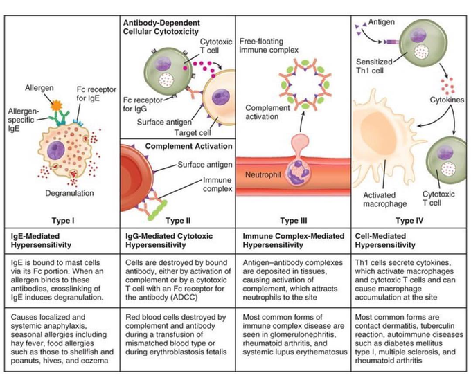 Immune system