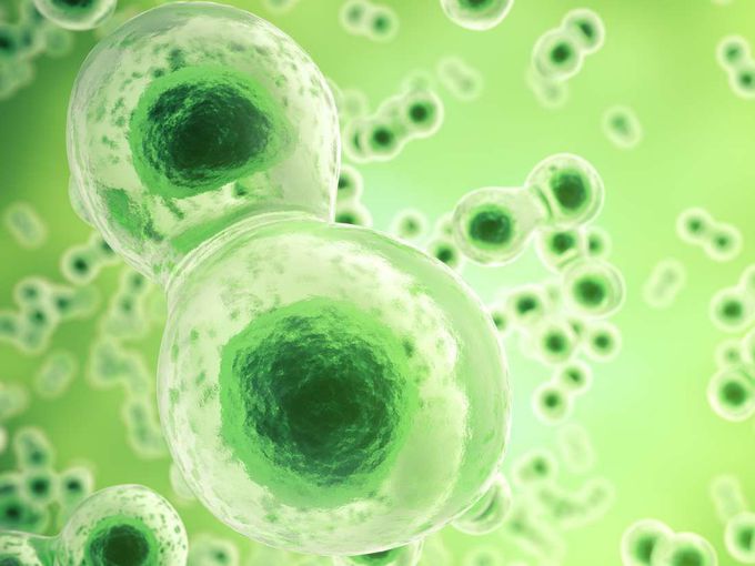 Cancer: Some immune cells found to give tumors a helping hand
