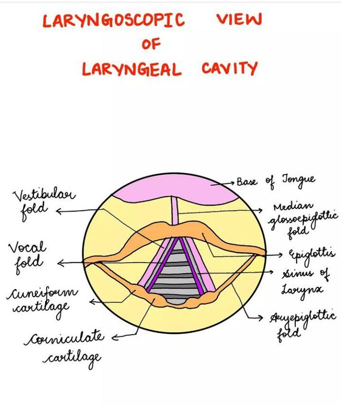 Laryngoscopic view of larynx wall