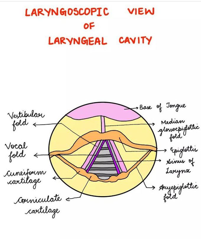 Laryngoscopic view of larynx wall