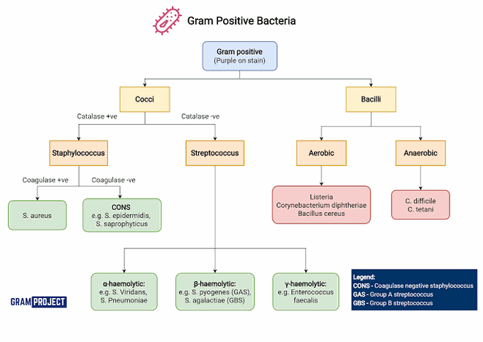 Gram Positive Bacteria Classification