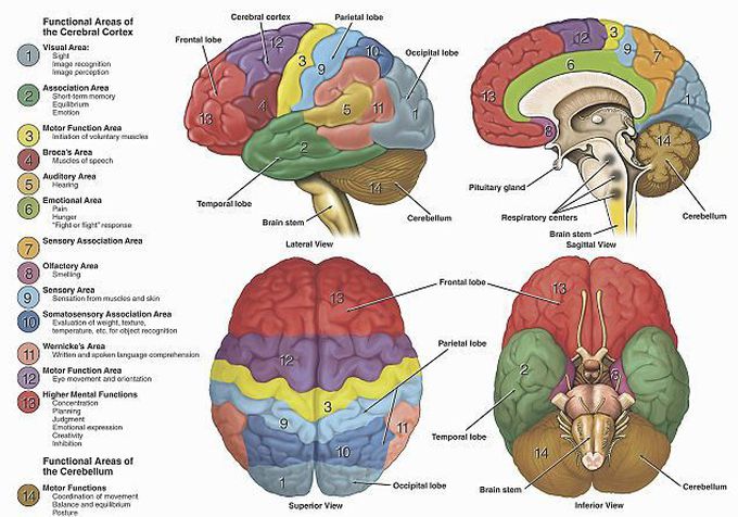 Areas of the brain