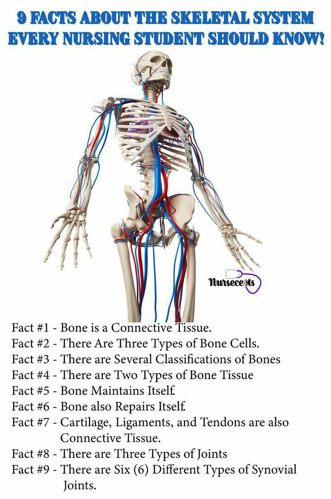 Skeletal system facts