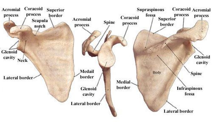 ANATOMY OF SCAPULA - MEDizzy