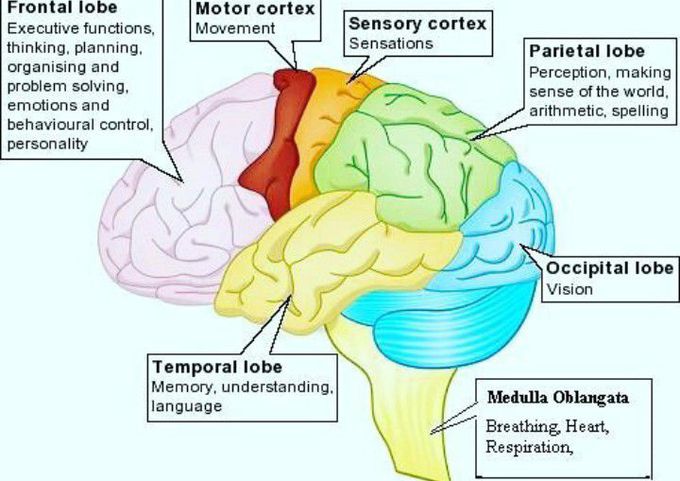 Parts & Functions of Brain - MEDizzy