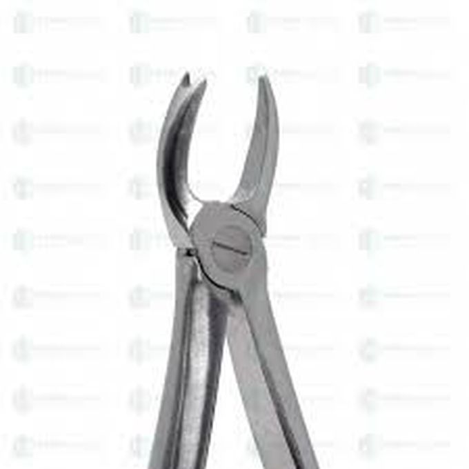 Maxillary cow horn forcep