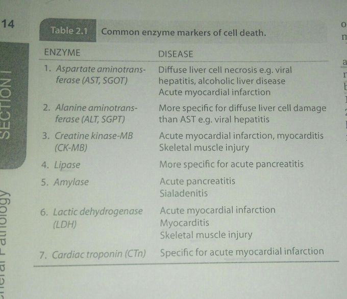 Some Enzyme marker for cell death