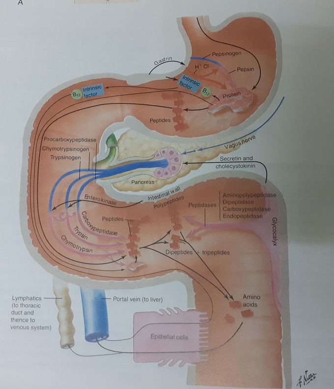 Digestion of proteins