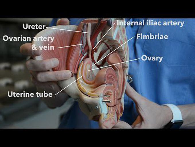 Overview of the Female Reproductive Organs