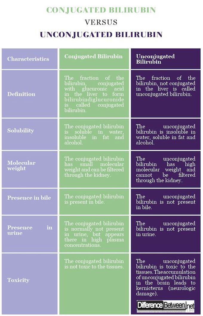 Conjugated vs Unconjugated Bilirubin