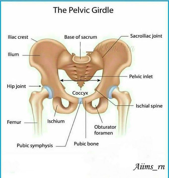 Pelvic girdle