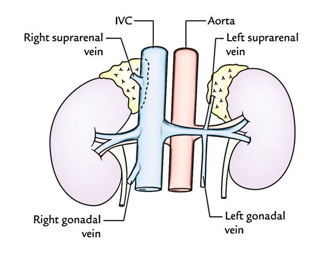 Anatomical Snuff box! - REV Med Anatomy - MEDizzy