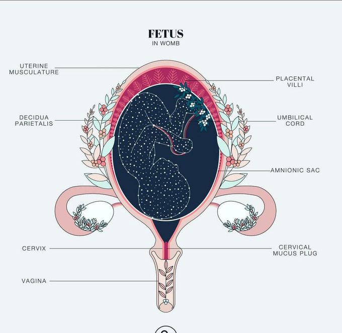 Fetus womb