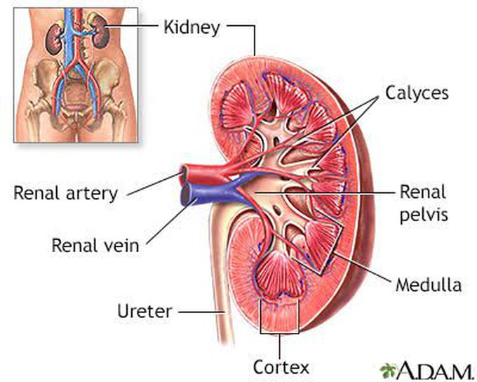 Renal papillary necrosis diagnosis