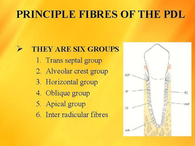 Principle fibers of PDL