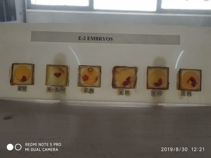 Embryos