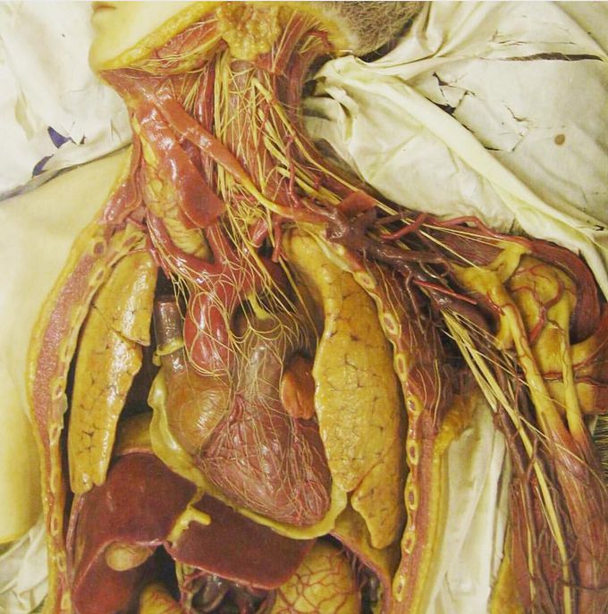 Anatomical structures of the thorax and neck