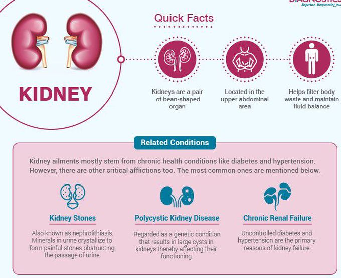 Kidney Tests. - MEDizzy