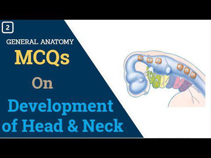 MCQS For the practice of Head and Neck Embryology