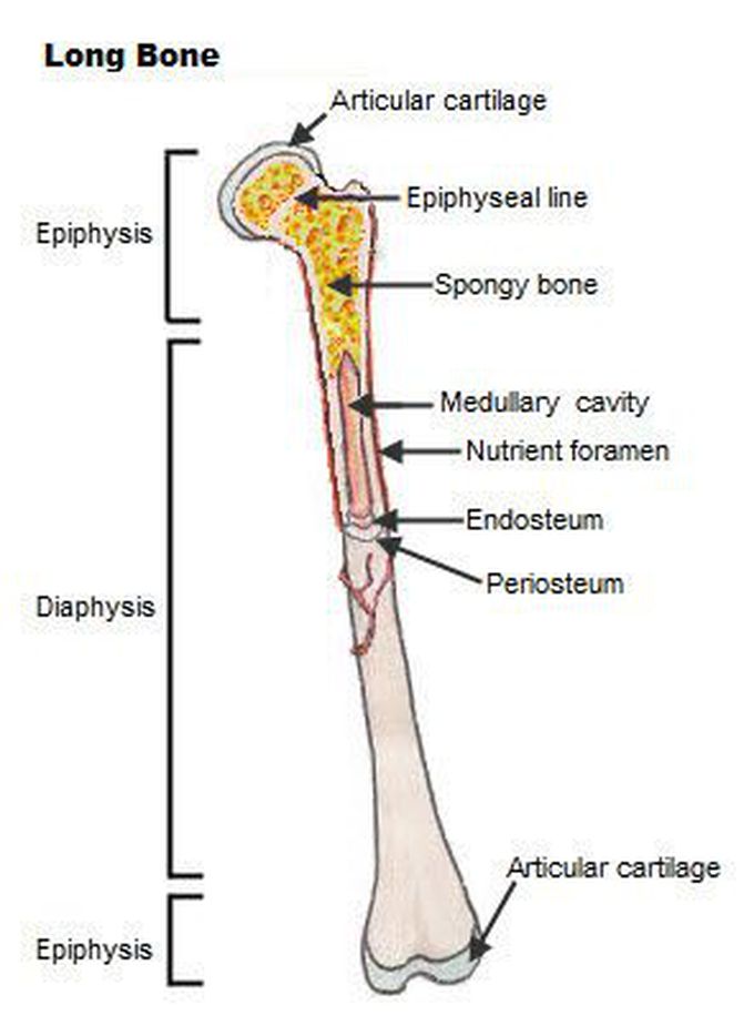 Long bones