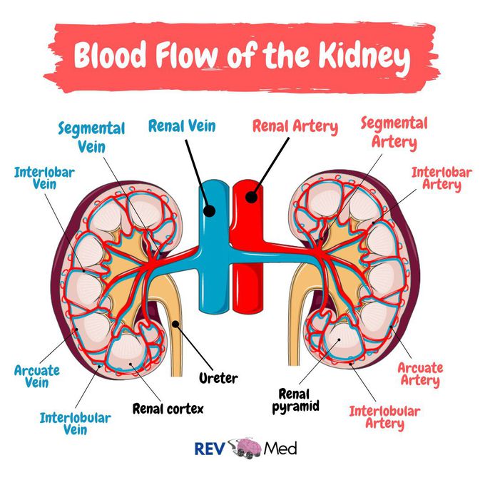 Blood flow through the Kidney