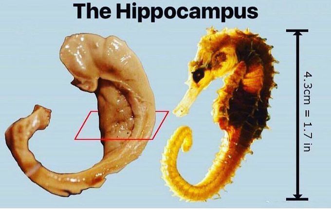 Hippocampus