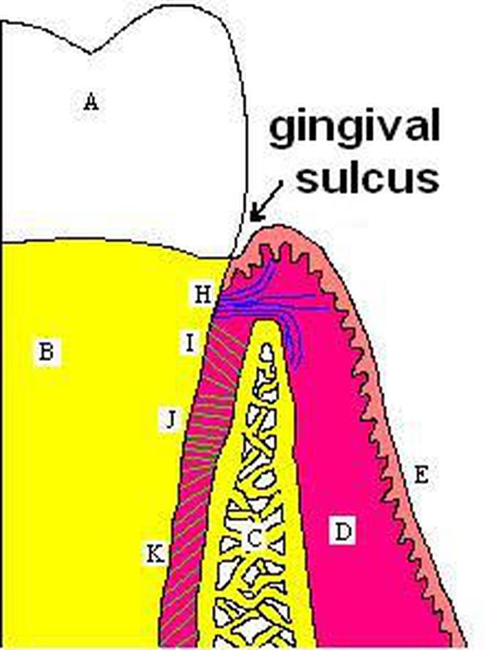 gingival sulcus depth