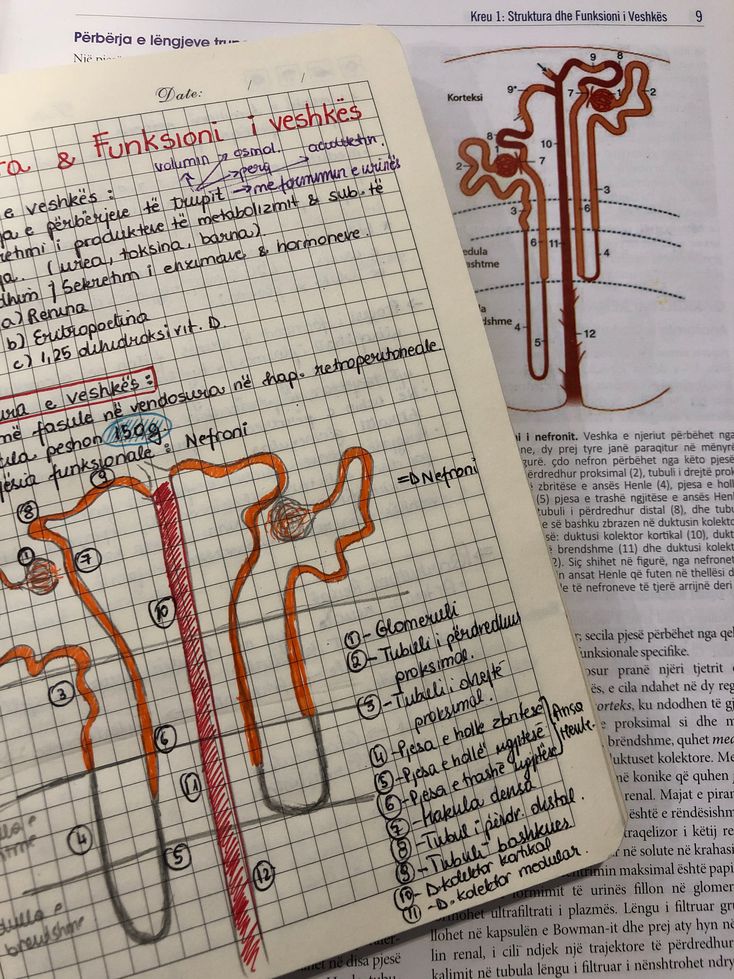 Nephrology - MEDizzy