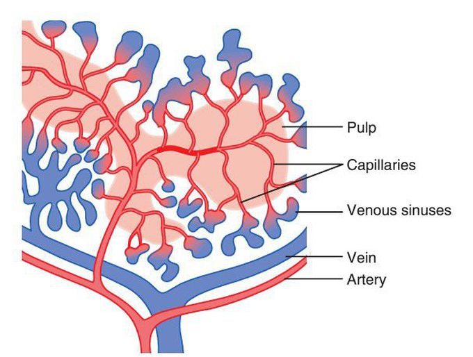 Spleen