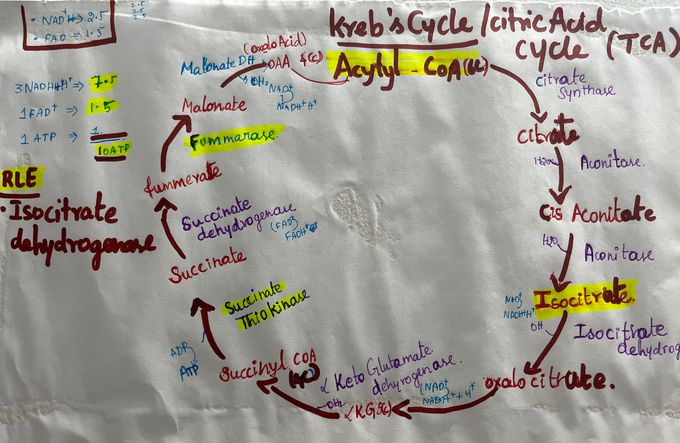 Kreb’s cycle Made Easy!!