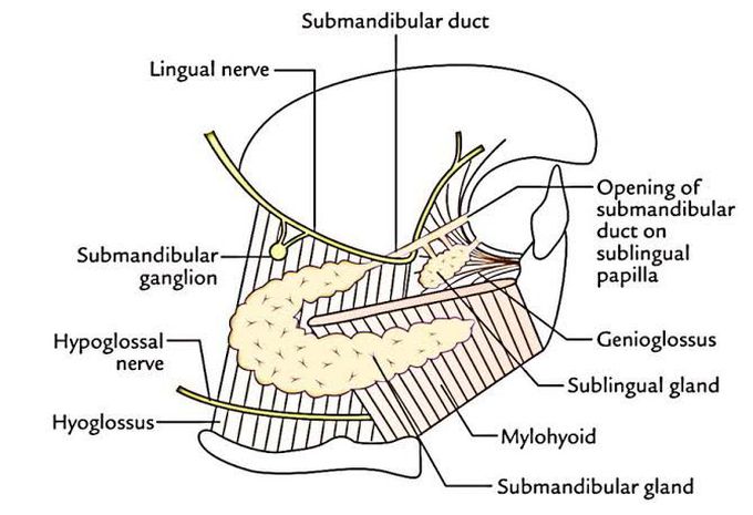 Anatomic relation of submandibular gland