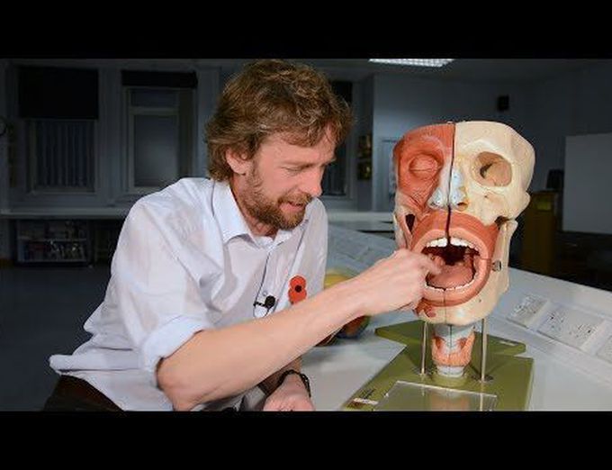 Innervation of the tongue explained
