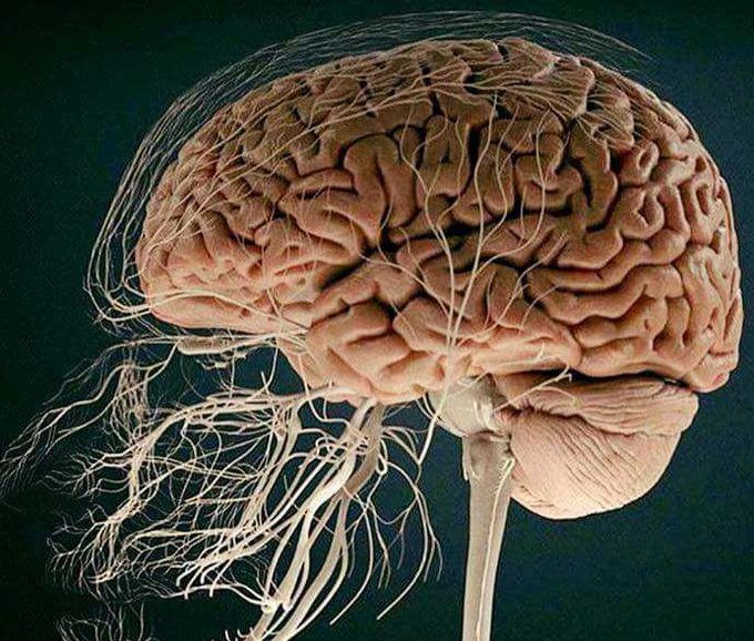 Neuroanatomy