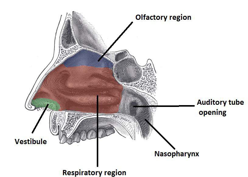 What Is The Function Of Nasal Meatus