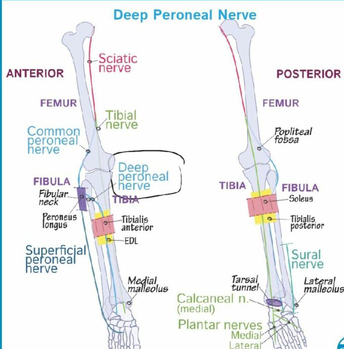 Deep peroneal nerve