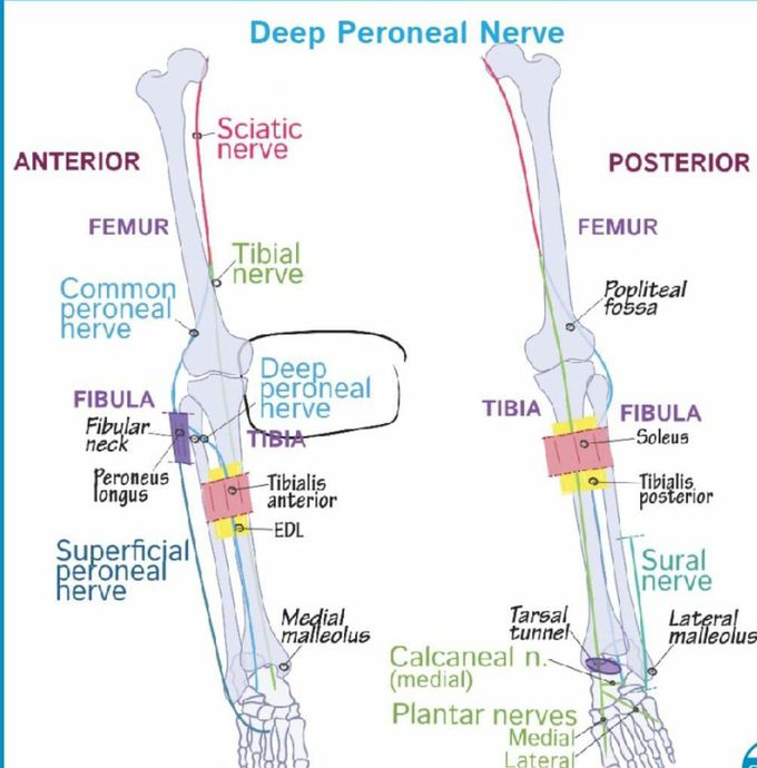 Deep peroneal nerve - MEDizzy