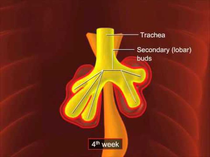 Embryological Development of Respiratory System(animation)