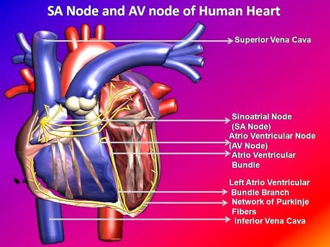 SA Node and AV Node: Electrical pulses in the heart are - MEDizzy