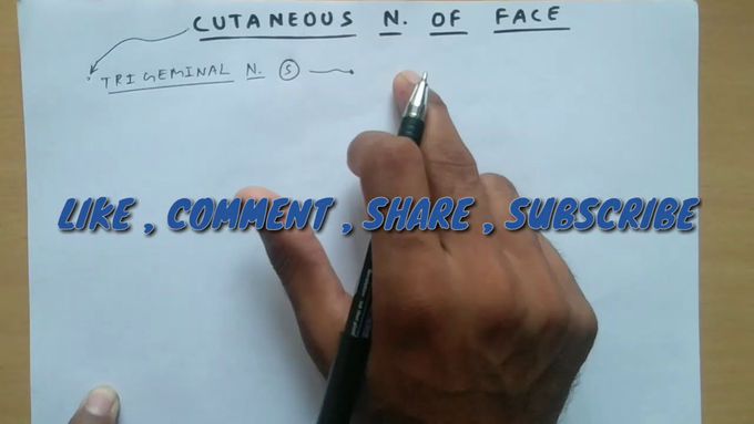 Cutaneous nerve of face