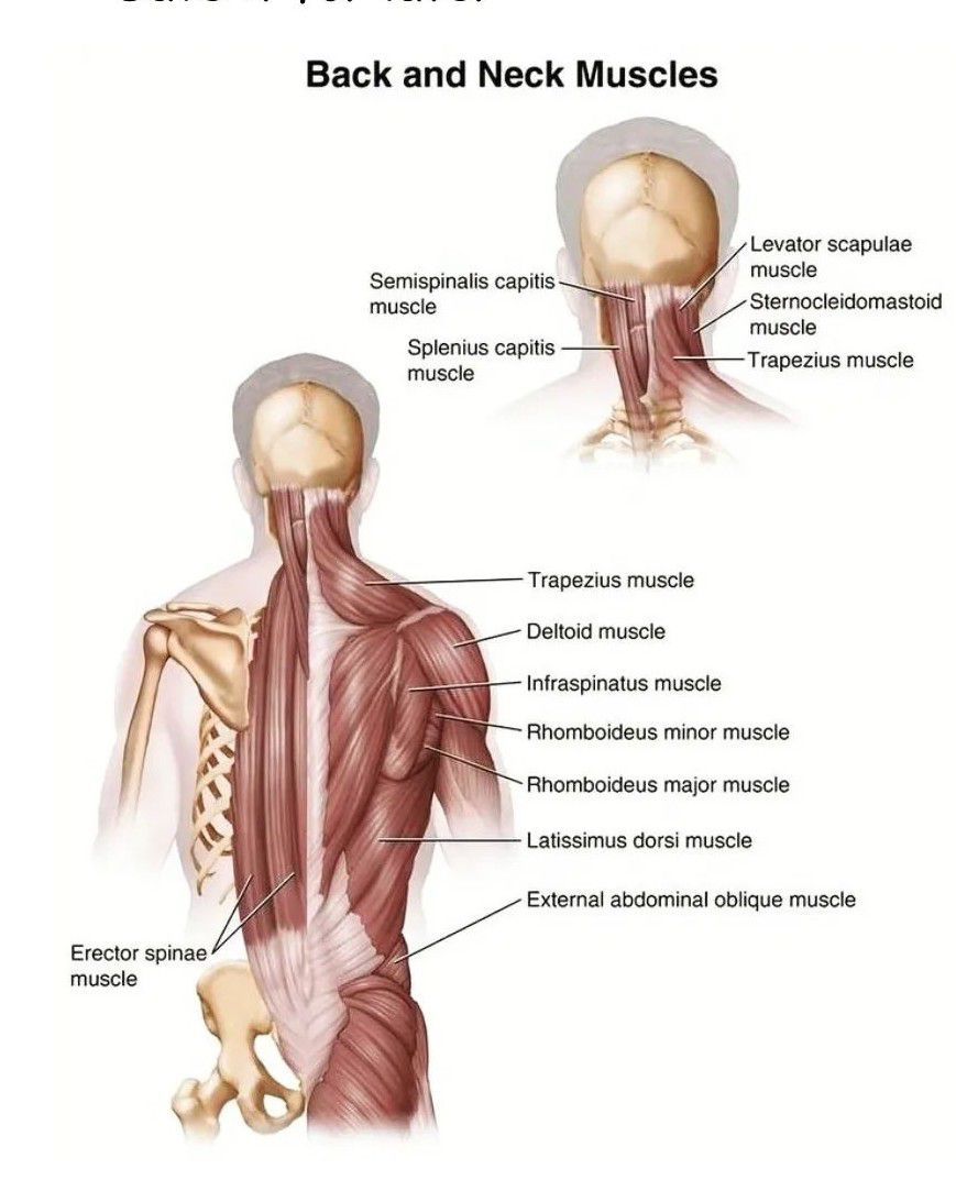 Neck and neck. Semispinalis capitis мышца. Capitis шея. Capitis латынь. Semispinalis capitis перевод.